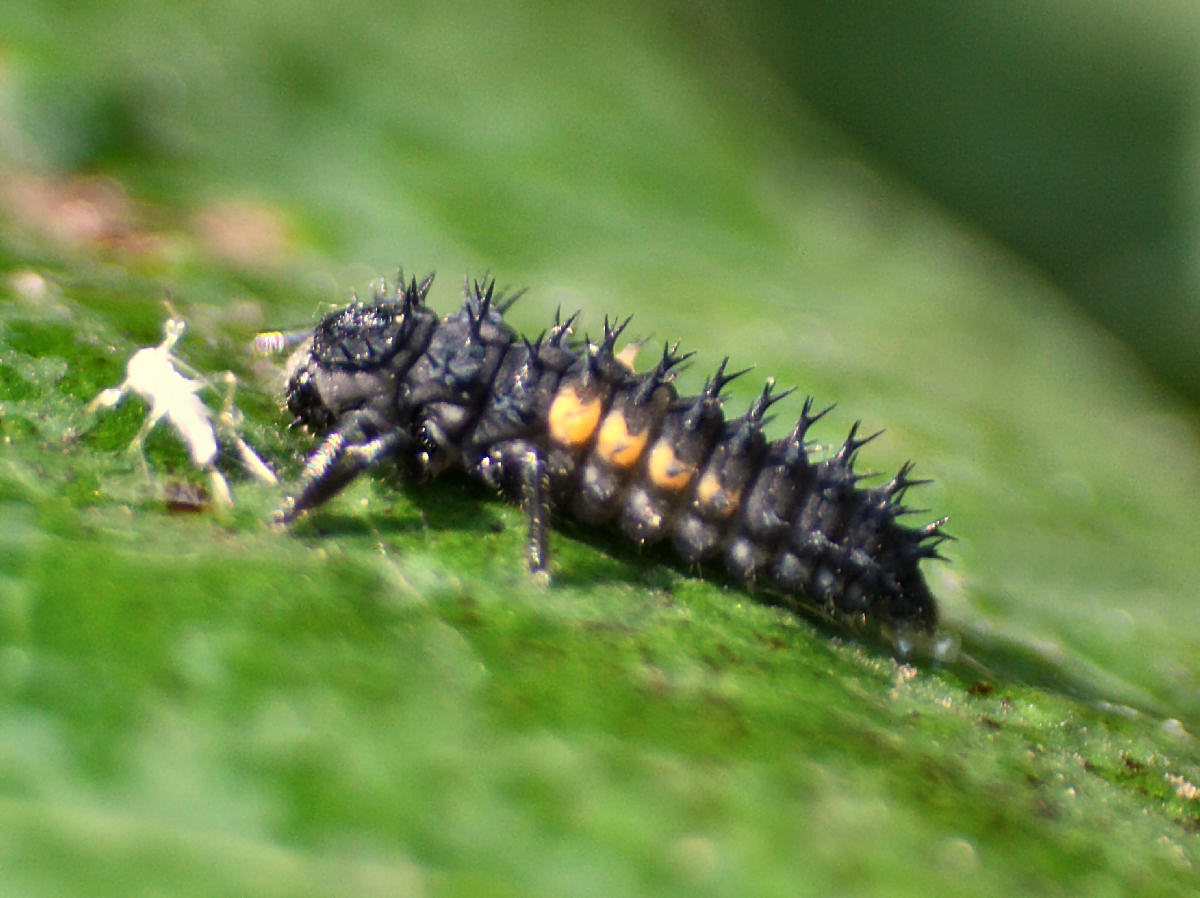 larva da identificare - Harmonia axyridis